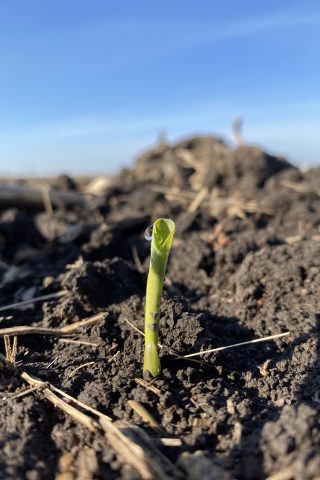 Corn sprout coming out of the soil.